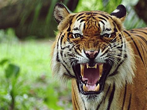 Mimpi digigit anak harimau  Jika Anda menginjak punggung buaya dalam mimpi, itu berarti Anda mungkin dalam masalah besar dan sulit keluar